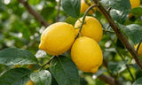 Écorce de citron